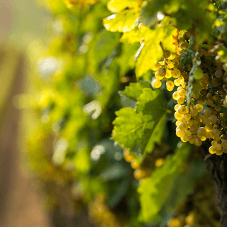 Grapes testing Alt tekst