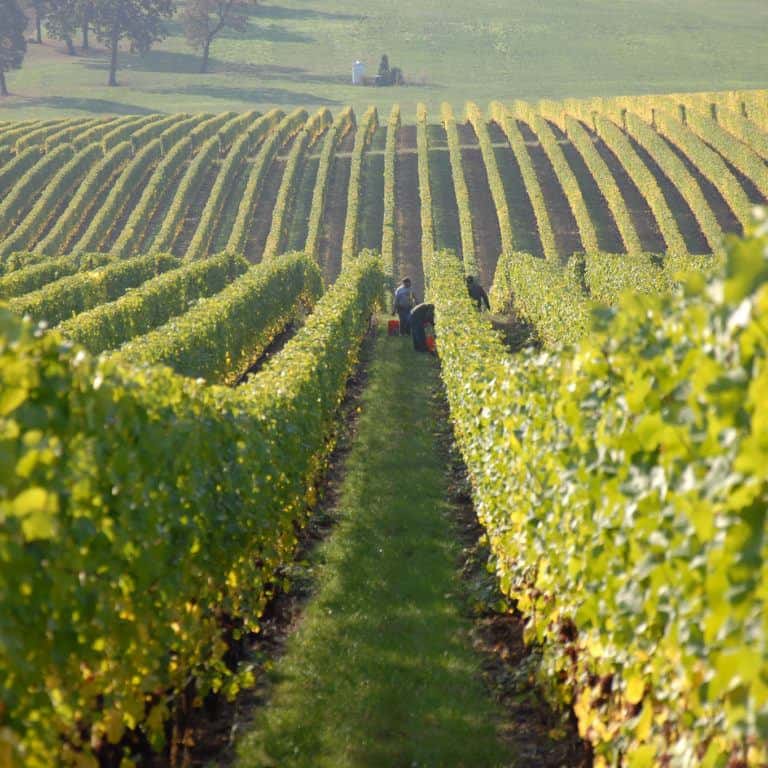 Vineyard Chateau les Merles Dordogne