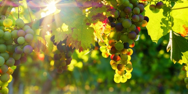 Grapes in the sun